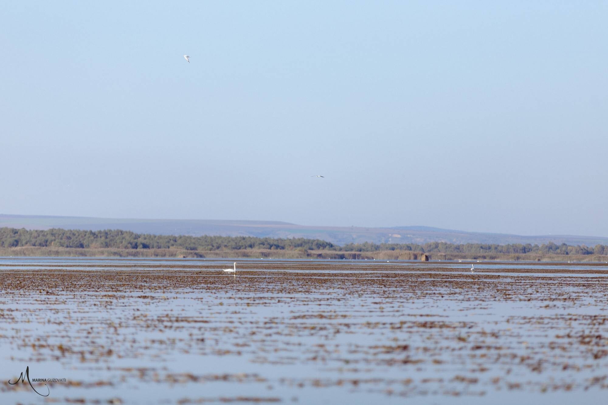 Swans on Lake Manta with wooded hills in the distance